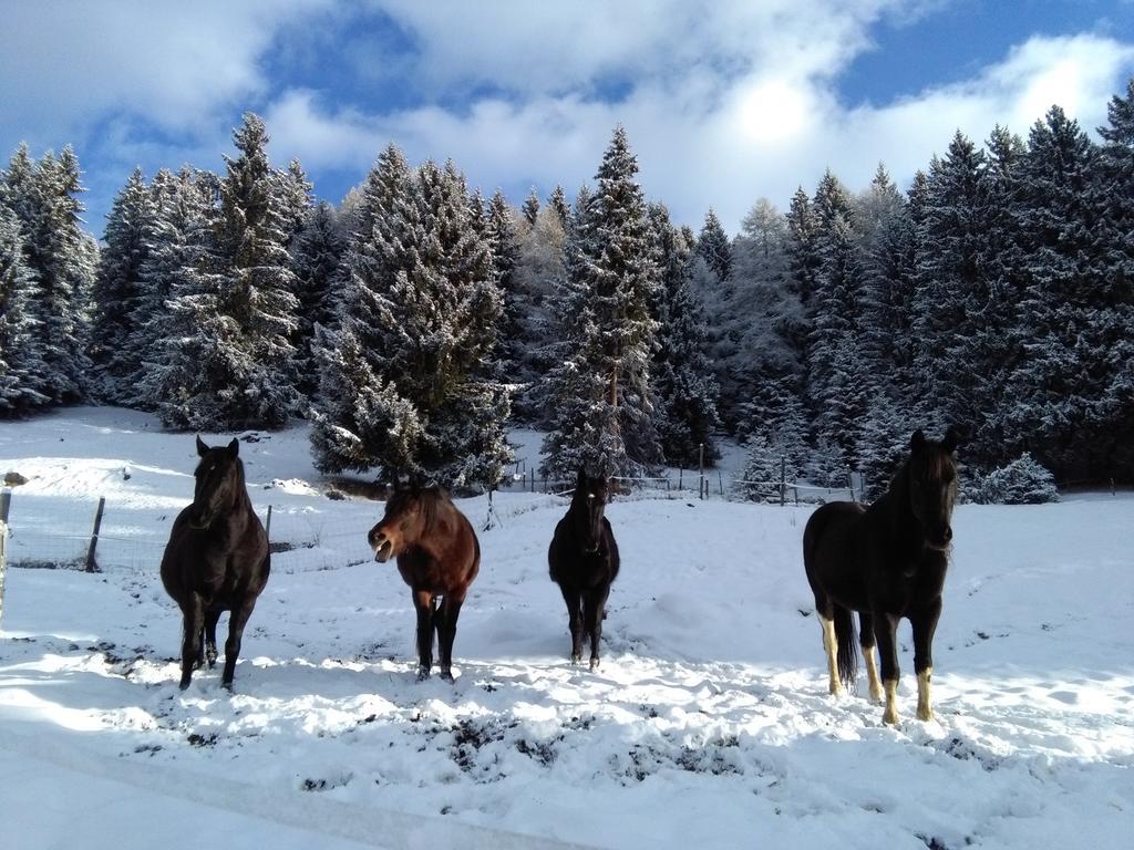 Agriturismo Valsaviore Cevo ภายนอก รูปภาพ